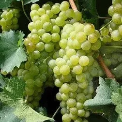 Blanc du Bois grapes on the vine at Katya Vineyards