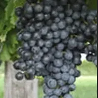 Lenoir grapes deep red on the vine